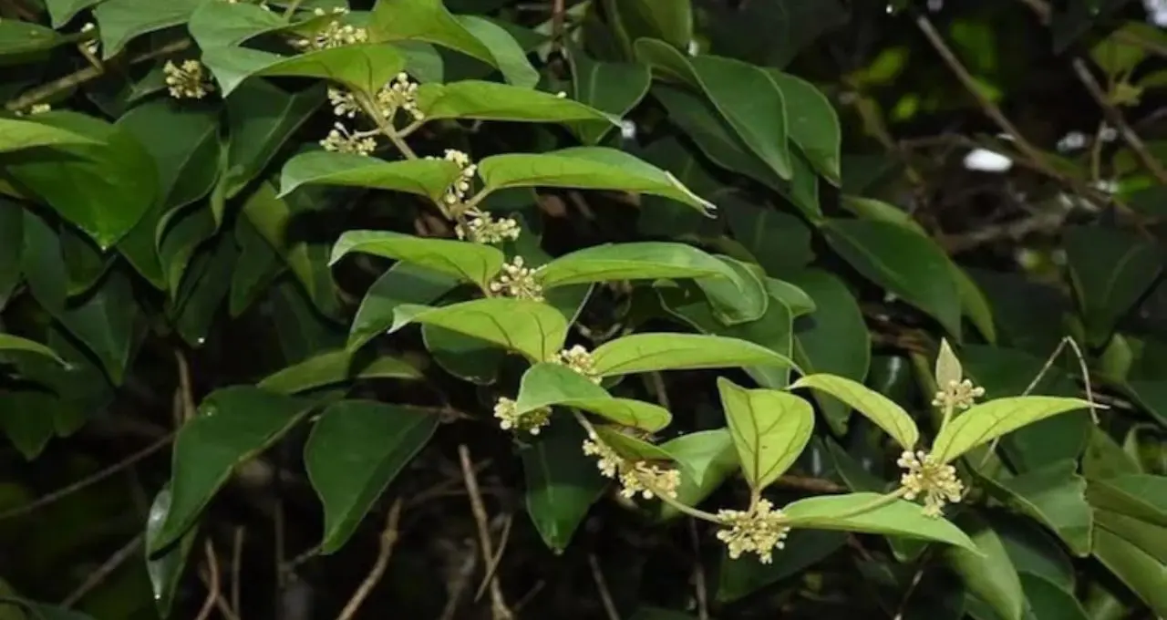 ডায়াবেটিস নিয়ন্ত্রণে ভরসা হতে পারে বাংলার এই ২ গাছ! নিয়ম মেনে ব্যবহারেই কমতে পারে ব্লাড সুগার
