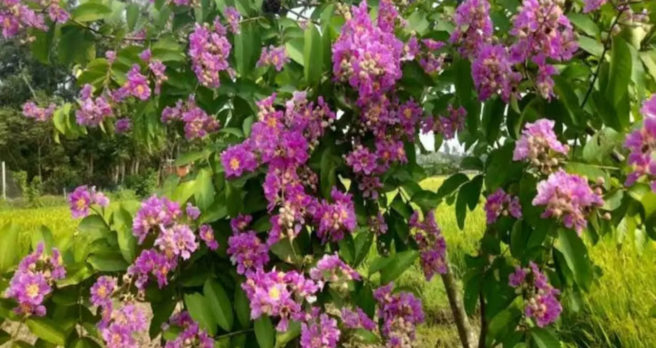 ডায়াবেটিস নিয়ন্ত্রণে ভরসা হতে পারে বাংলার এই ২ গাছ! নিয়ম মেনে ব্যবহারেই কমতে পারে ব্লাড সুগার
