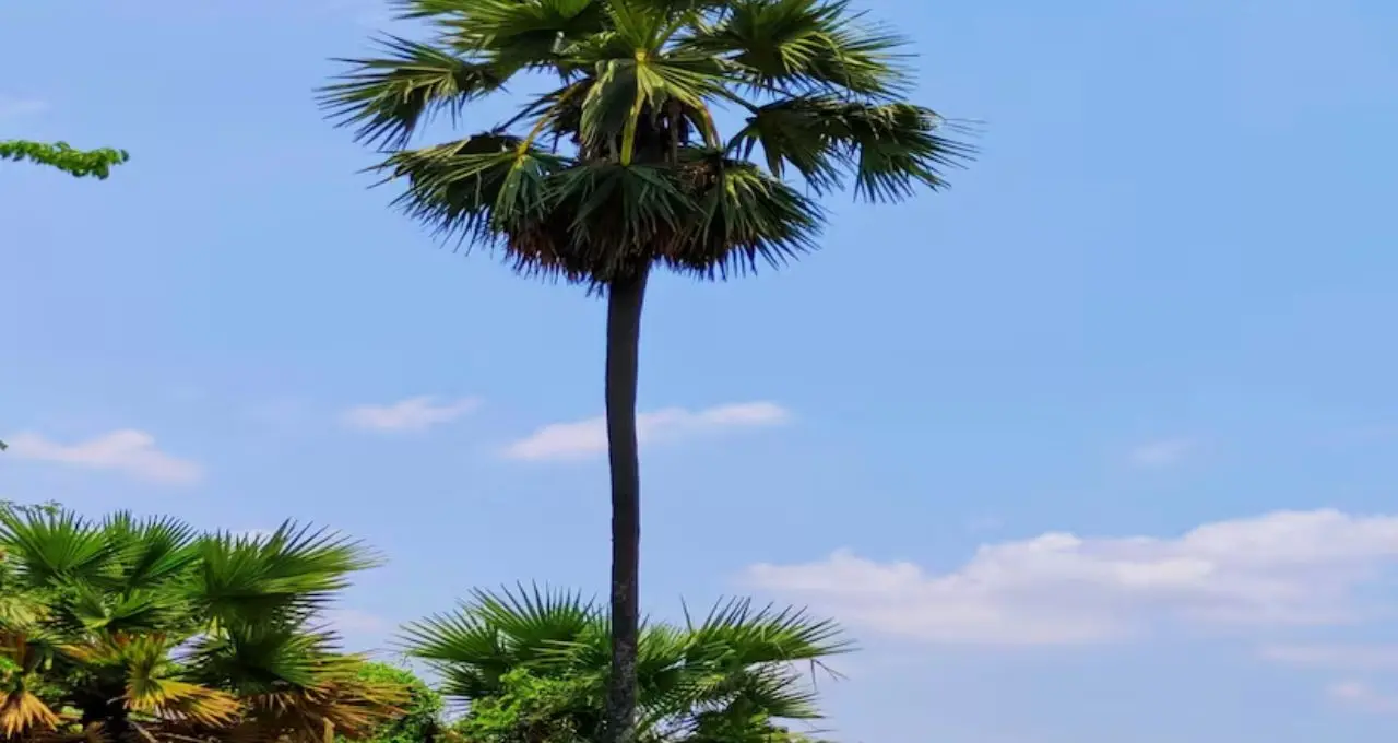 Palm Tree and Lightning: বজ্রপাতের প্রাকৃতিক ঢাল তালগাছ? পরিবেশবিদদের দাবি ঘিরে নতুন আলোচনা
