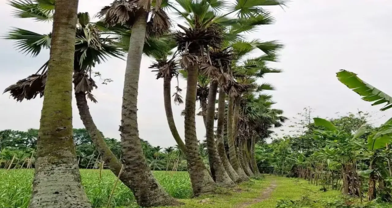Palm Tree and Lightning: বজ্রপাতের প্রাকৃতিক ঢাল তালগাছ? পরিবেশবিদদের দাবি ঘিরে নতুন আলোচনা
