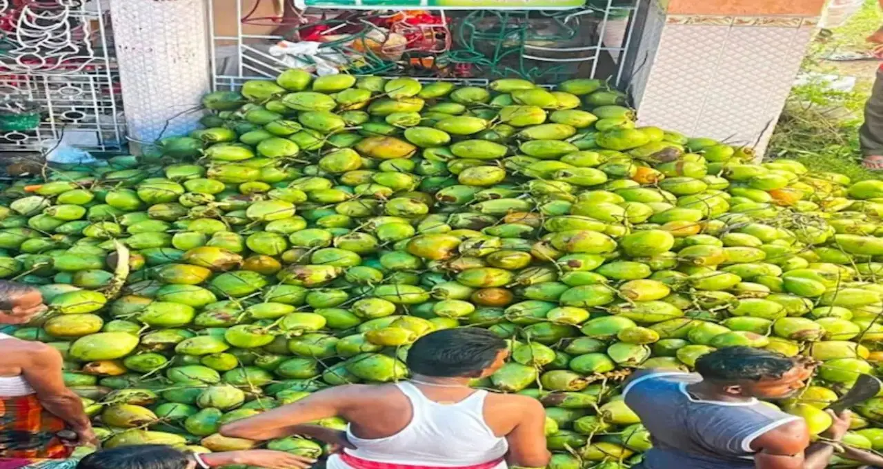Shitala Puja: ৫০০০ ডাবের জলে দেবীর আরাধনা! বৈশাখের শীতলা পুজোয় উৎসবের রঙে মেতে উঠল জয়নগর
