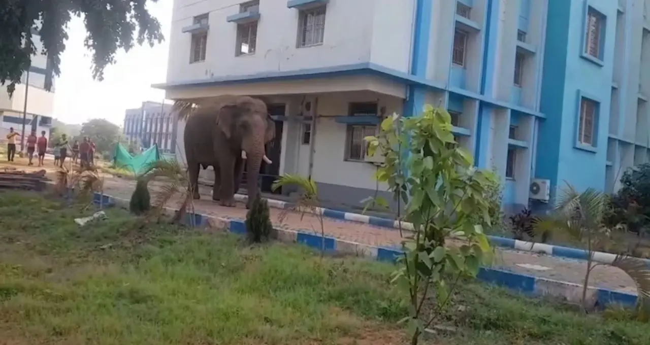 সাতসকালে বিশ্ববিদ্যালয়ে ‘অবজারভার’ রামলাল! সাধু রামচাঁদ মুর্মু বিশ্ববিদ্যালয় ঘুরে দেখল জঙ্গলমহলের প্রিয় দাঁতাল
