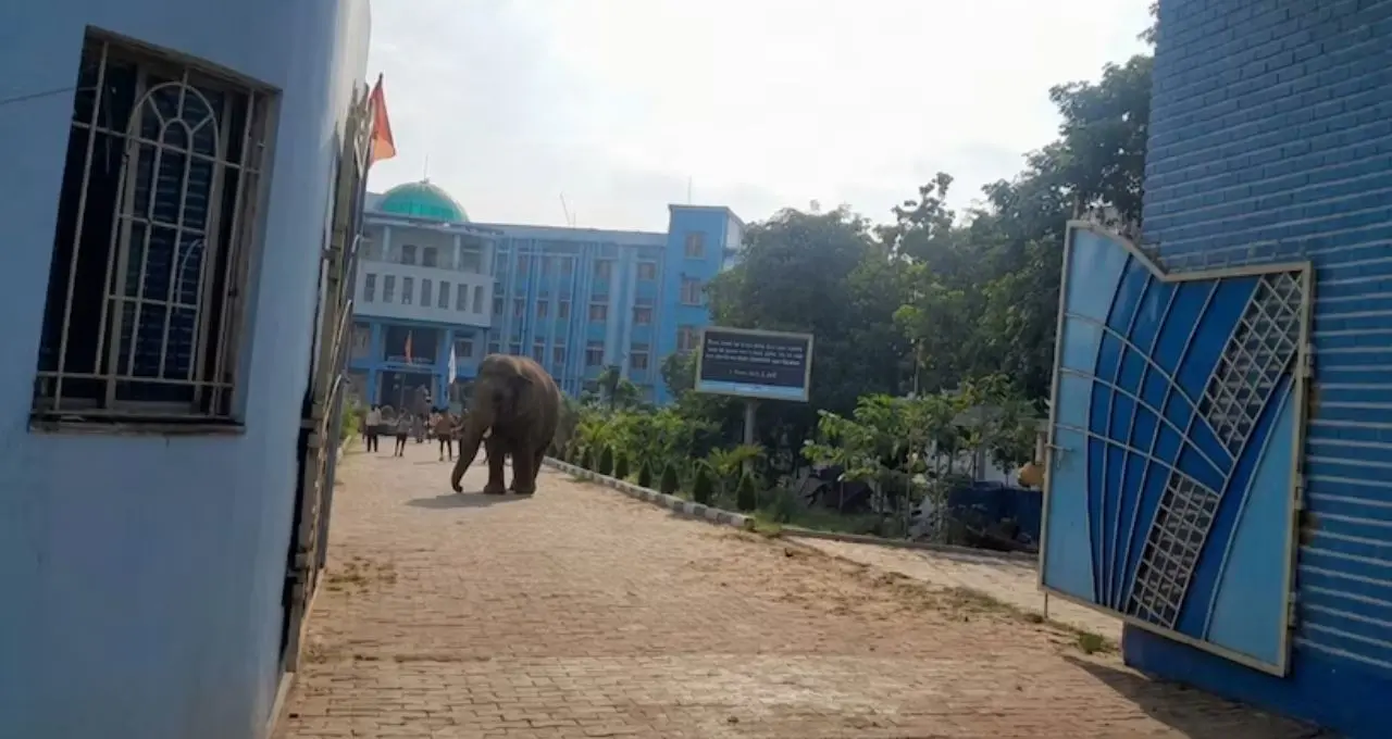 সাতসকালে বিশ্ববিদ্যালয়ে ‘অবজারভার’ রামলাল! সাধু রামচাঁদ মুর্মু বিশ্ববিদ্যালয় ঘুরে দেখল জঙ্গলমহলের প্রিয় দাঁতাল
