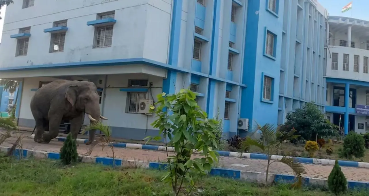 সাতসকালে বিশ্ববিদ্যালয়ে ‘অবজারভার’ রামলাল! সাধু রামচাঁদ মুর্মু বিশ্ববিদ্যালয় ঘুরে দেখল জঙ্গলমহলের প্রিয় দাঁতাল
