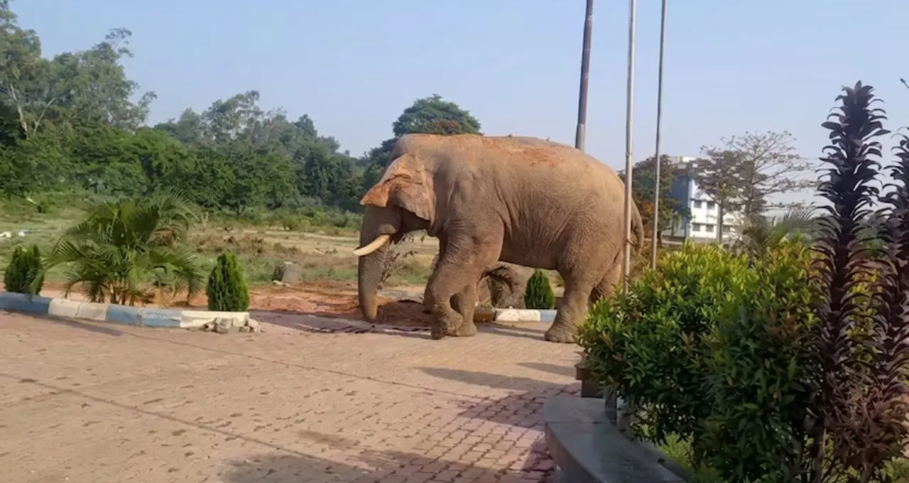 সাতসকালে বিশ্ববিদ্যালয়ে ‘অবজারভার’ রামলাল! সাধু রামচাঁদ মুর্মু বিশ্ববিদ্যালয় ঘুরে দেখল জঙ্গলমহলের প্রিয় দাঁতাল
