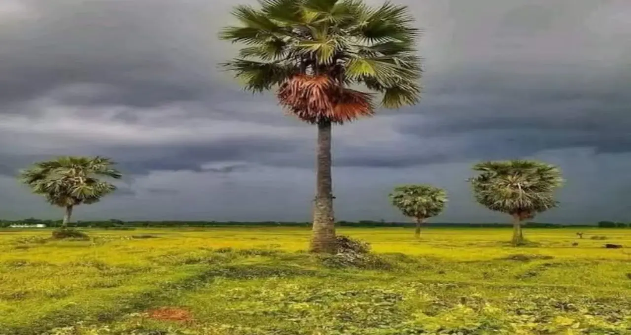 বজ্রপাত থেকে বাঁচাতে পারে তালগাছ? গ্রামবাংলার এই গাছকেই বলছেন ‘প্রাকৃতিক রক্ষাকবচ’