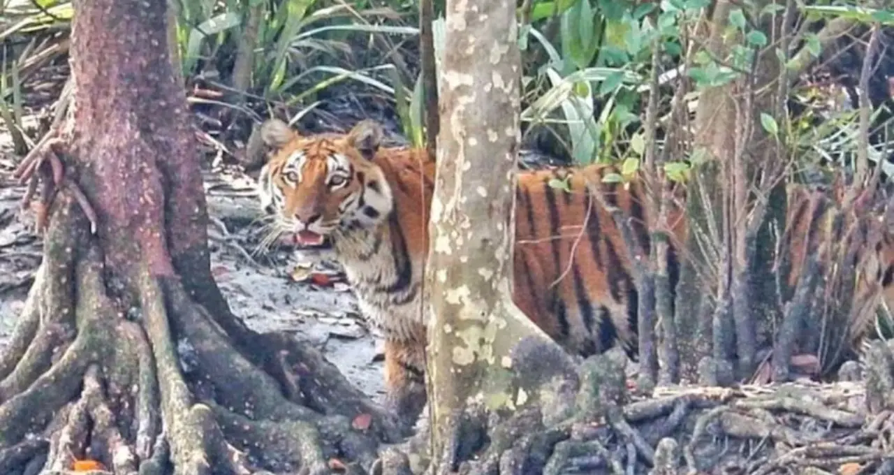 বর্ষা নামলেই বন্ধ হবে পথ! সুন্দরবনের ‘লুকানো স্বর্গ’ চুলকাঠি-ধুলাভাসানিতে এখনই ঘুরে আসুন
