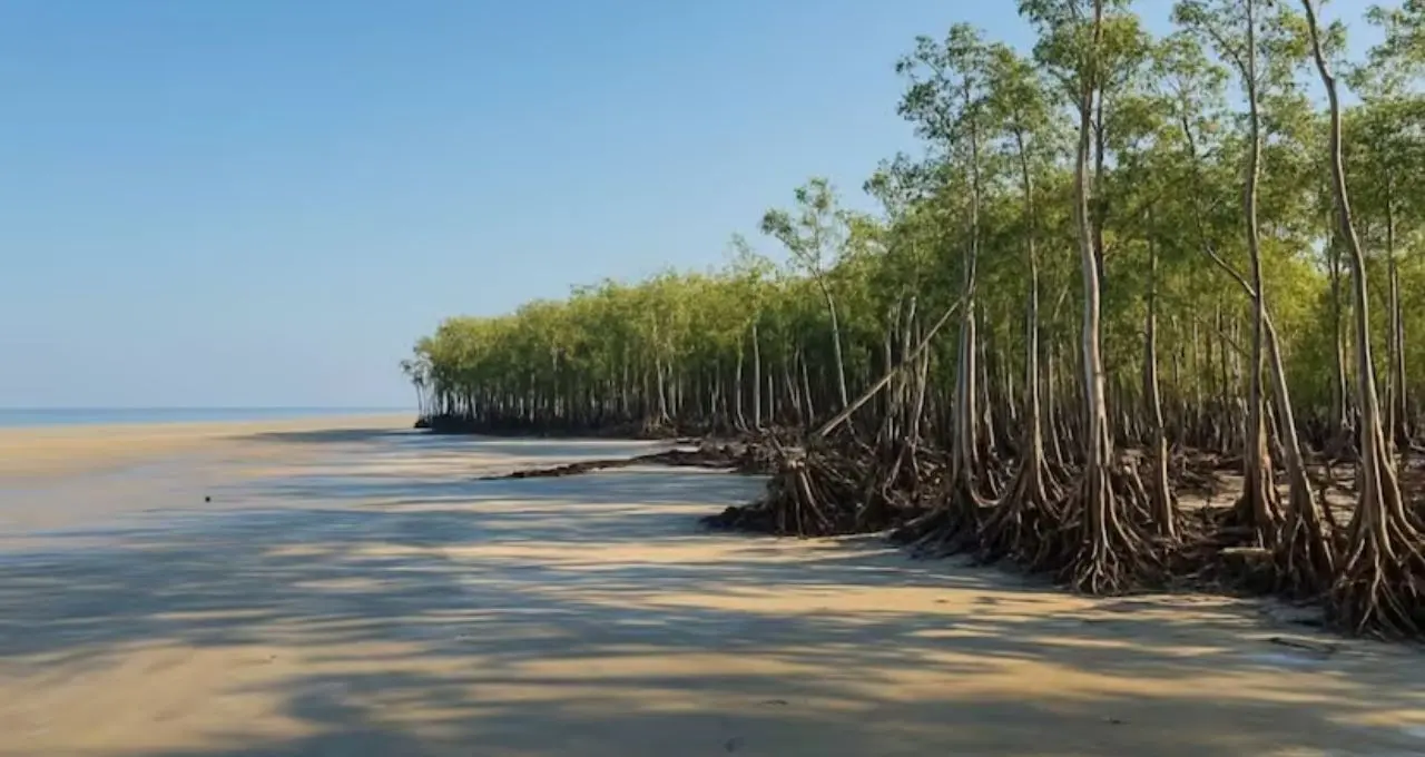 বর্ষা নামলেই বন্ধ হবে পথ! সুন্দরবনের ‘লুকানো স্বর্গ’ চুলকাঠি-ধুলাভাসানিতে এখনই ঘুরে আসুন
