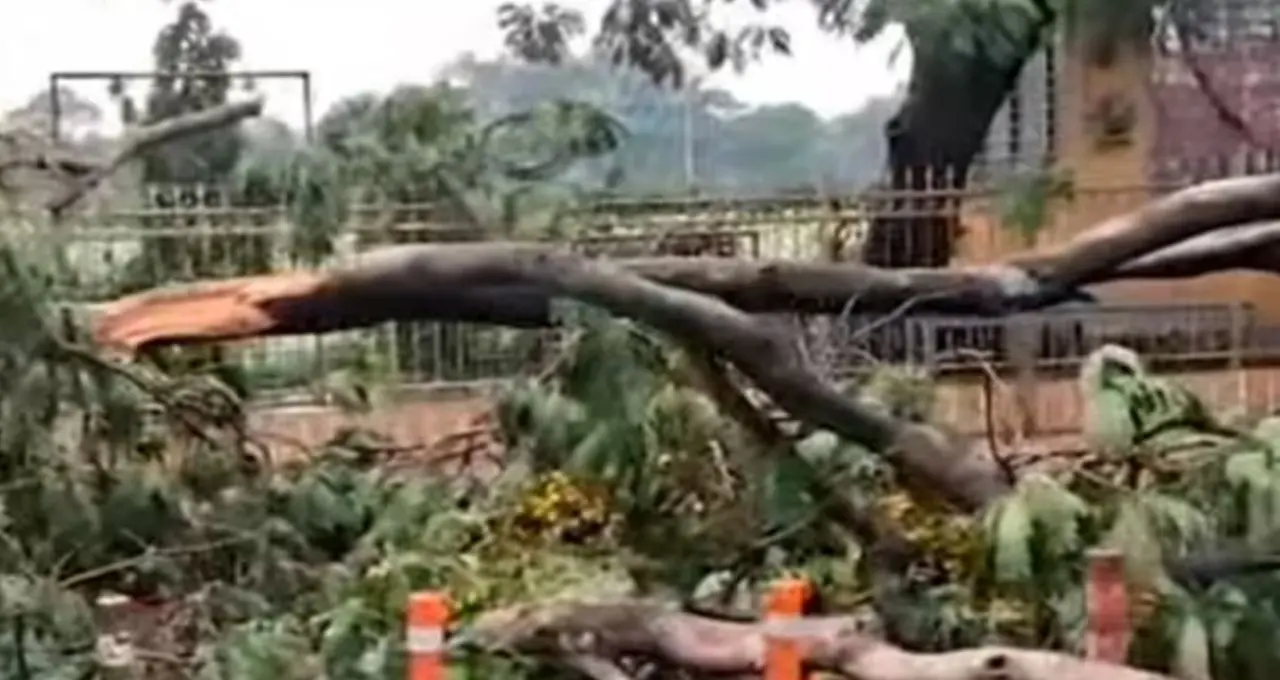 কালবৈশাখীর তাণ্ডবে লণ্ডভণ্ড মুর্শিদাবাদ! বজ্রপাতে গৃহবধূর মৃত্যু, ভেঙে পড়ল কাঁচাবাড়ি, তছনছ চাষের জমি
