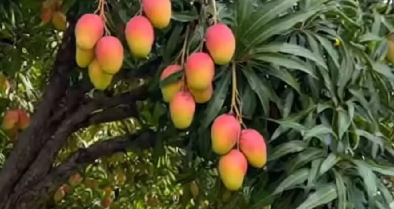 বাড়ির ছাদ বা বাগানেই ফলান বিশ্বের সবচেয়ে দামী ‘মিয়াজাকি’ আম! সহজ চাষপদ্ধতি জানালেন বিশেষজ্ঞরা