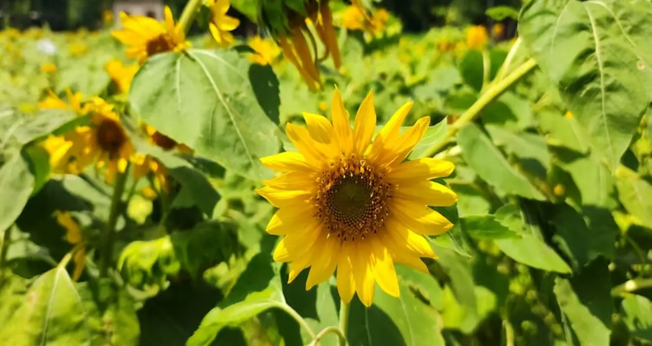 ভাইরাল সূর্যমুখী বাগানে এখন মনখারাপের ছবি! কালবৈশাখীর তাণ্ডবে বদলে গেল নবদ্বীপের জনপ্রিয় স্পট
