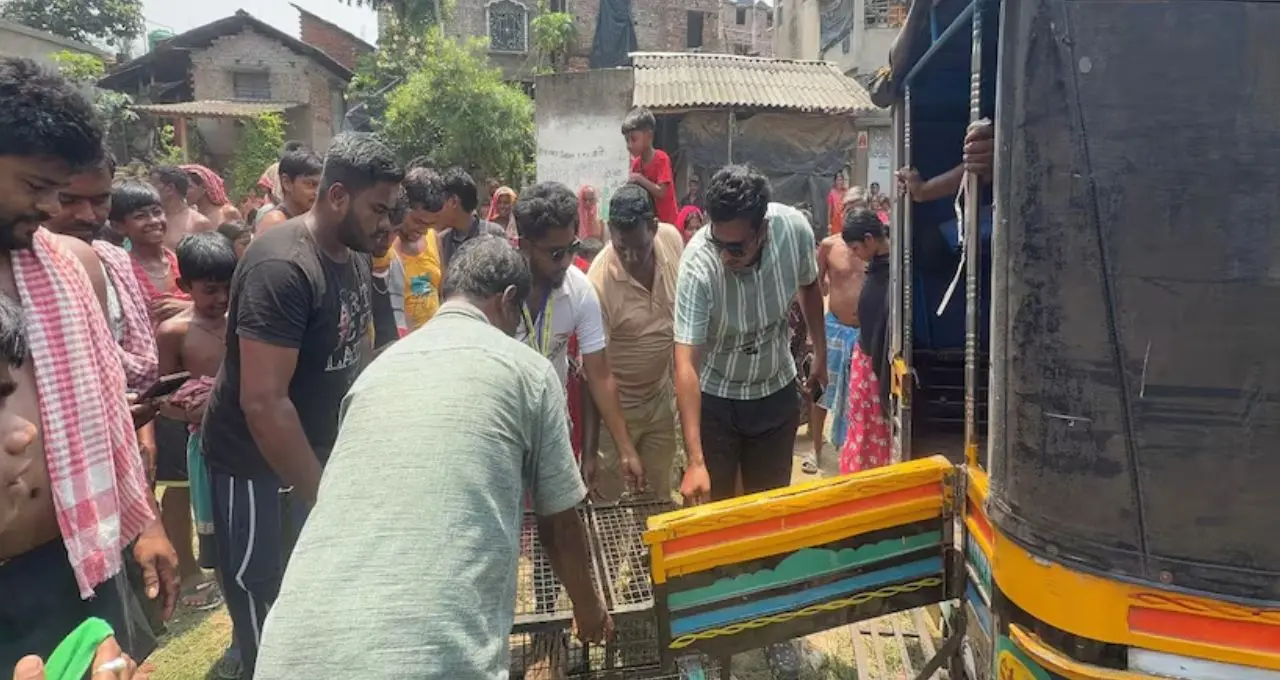 চিতাবাঘ’ ভেবে লাঠিসোঁটা নিয়ে হামলা! হাওড়ায় গ্রামবাসীদের আতঙ্কে মৃত্যুর মুখে পড়েছিল রাজ্যপ্রাণী বাঘরোল