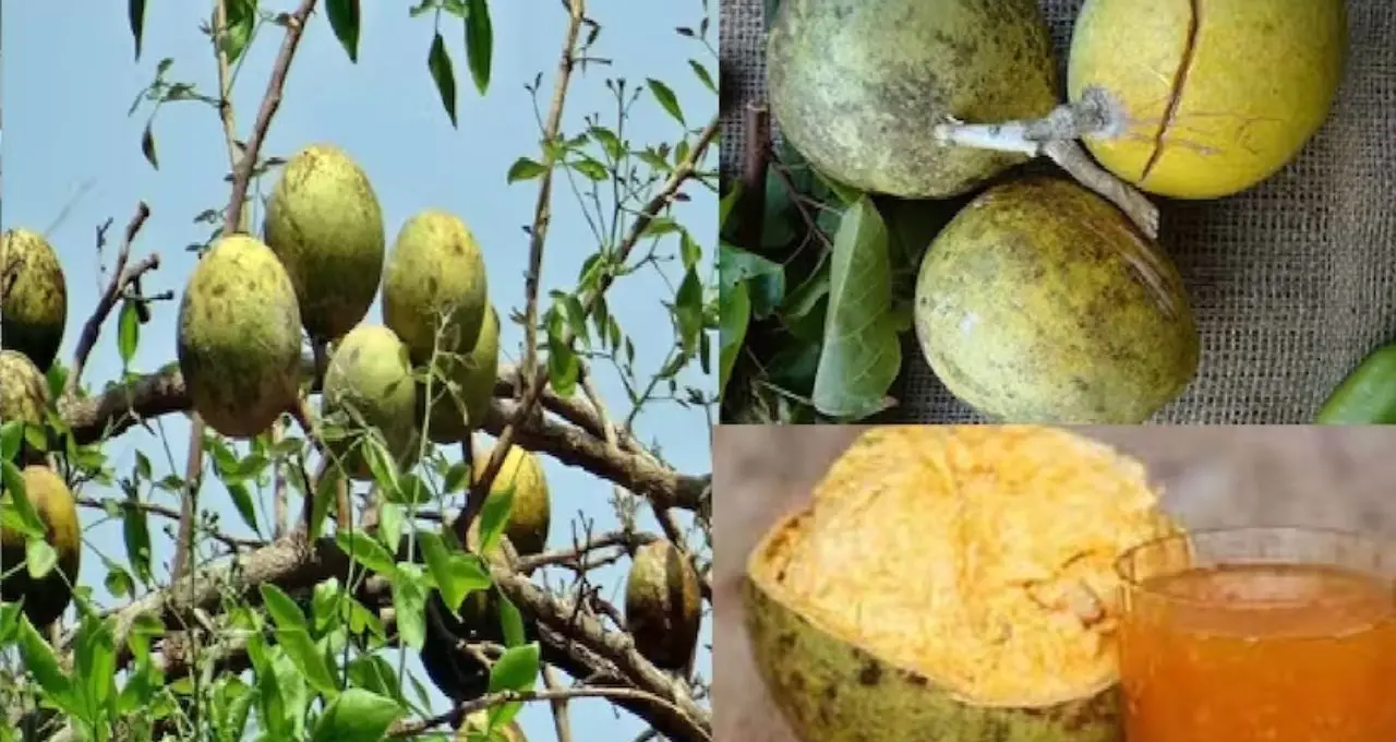 বেলের মিষ্টি গন্ধে বদলাচ্ছে জঙ্গলমহলের ছবি! দাবদাহে স্বস্তির ফলই এখন বহু পরিবারের রোজগারের ভরসা
