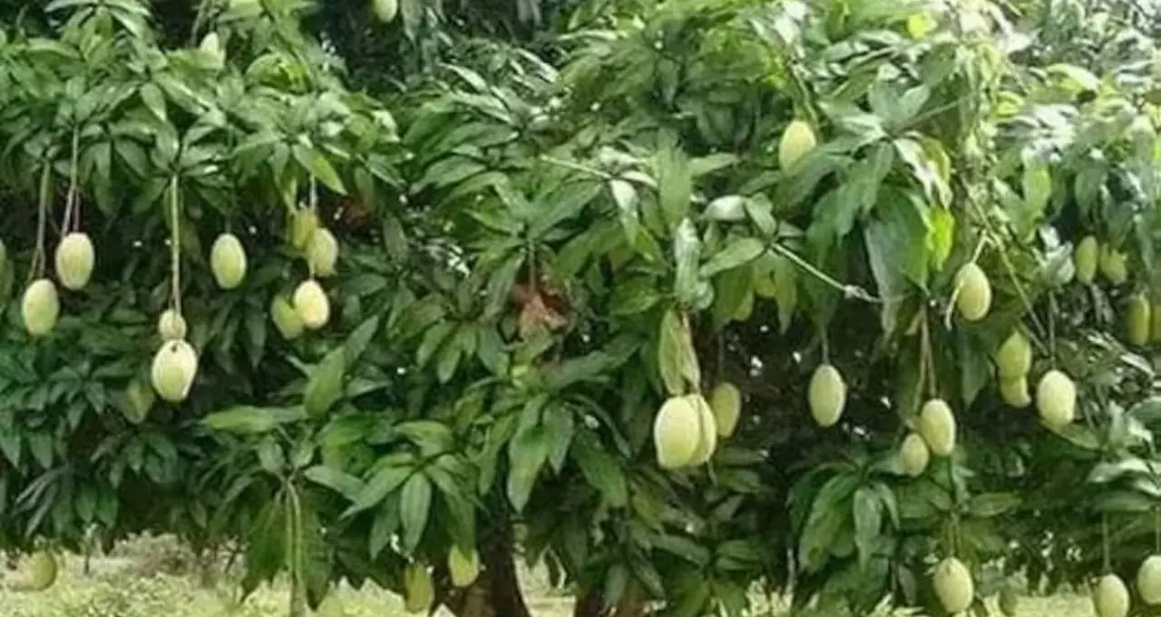 নবাবি ঐতিহ্যের সঙ্কট! মুর্শিদাবাদ থেকে হারিয়ে যাচ্ছে বিরল আমের প্রজাতি, চিন্তায় উদ্যান বিশেষজ্ঞরা
