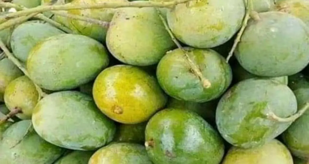 নবাবি ঐতিহ্যের সঙ্কট! মুর্শিদাবাদ থেকে হারিয়ে যাচ্ছে বিরল আমের প্রজাতি, চিন্তায় উদ্যান বিশেষজ্ঞরা
