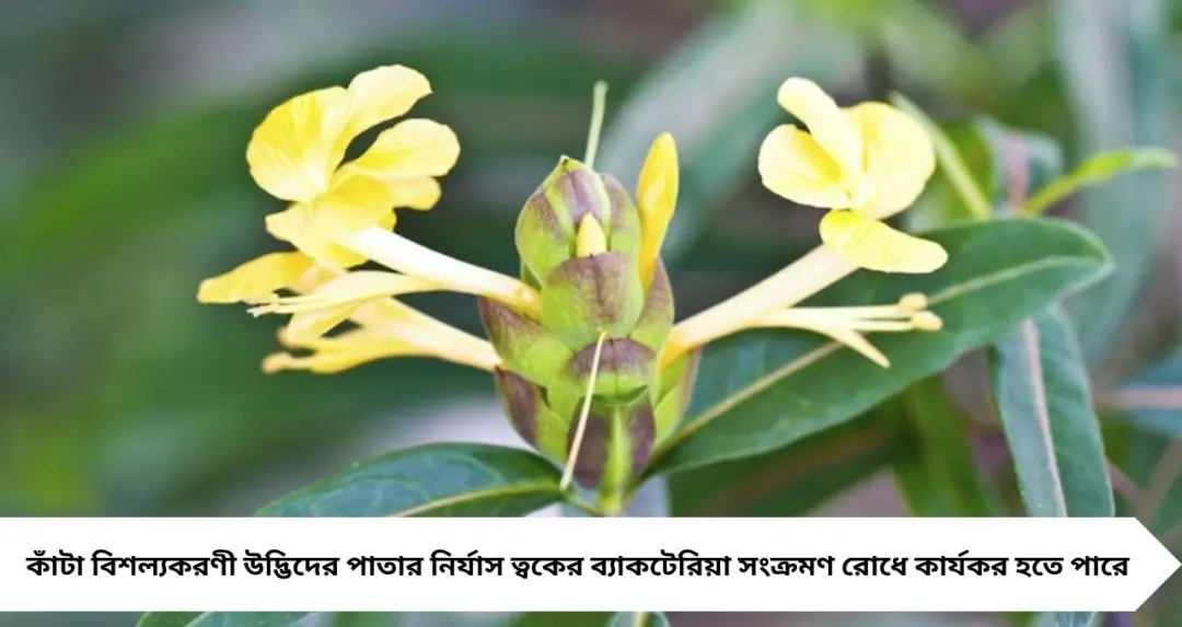 জঙ্গলমহলের গাছেই লুকিয়ে চিকিৎসার ভবিষ্যৎ! ত্বকের জেদি জীবাণুর বিরুদ্ধে যুগান্তকারী গবেষণায় সাফল্য বাঁকুড়ার অধ্যাপকের
