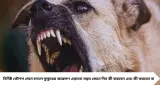 হঠাৎ রাস্তায় কুকুর তেড়ে এলে কী করবেন? এই ৫ কৌশল জানলে এড়াতে পারবেন বড় বিপদ, বলছেন বিশেষজ্ঞরা