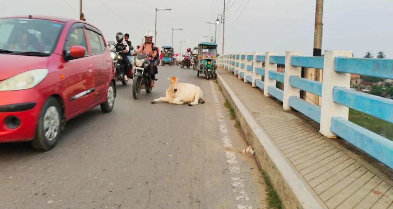 রাস্তায় গবাদিপশু দেখলেই কড়া ব্যবস্থা, মালিকদের সতর্ক করল ট্র্যাফিক পুলিশ! দুর্ঘটনা রুখতে বিশেষ অভিযান