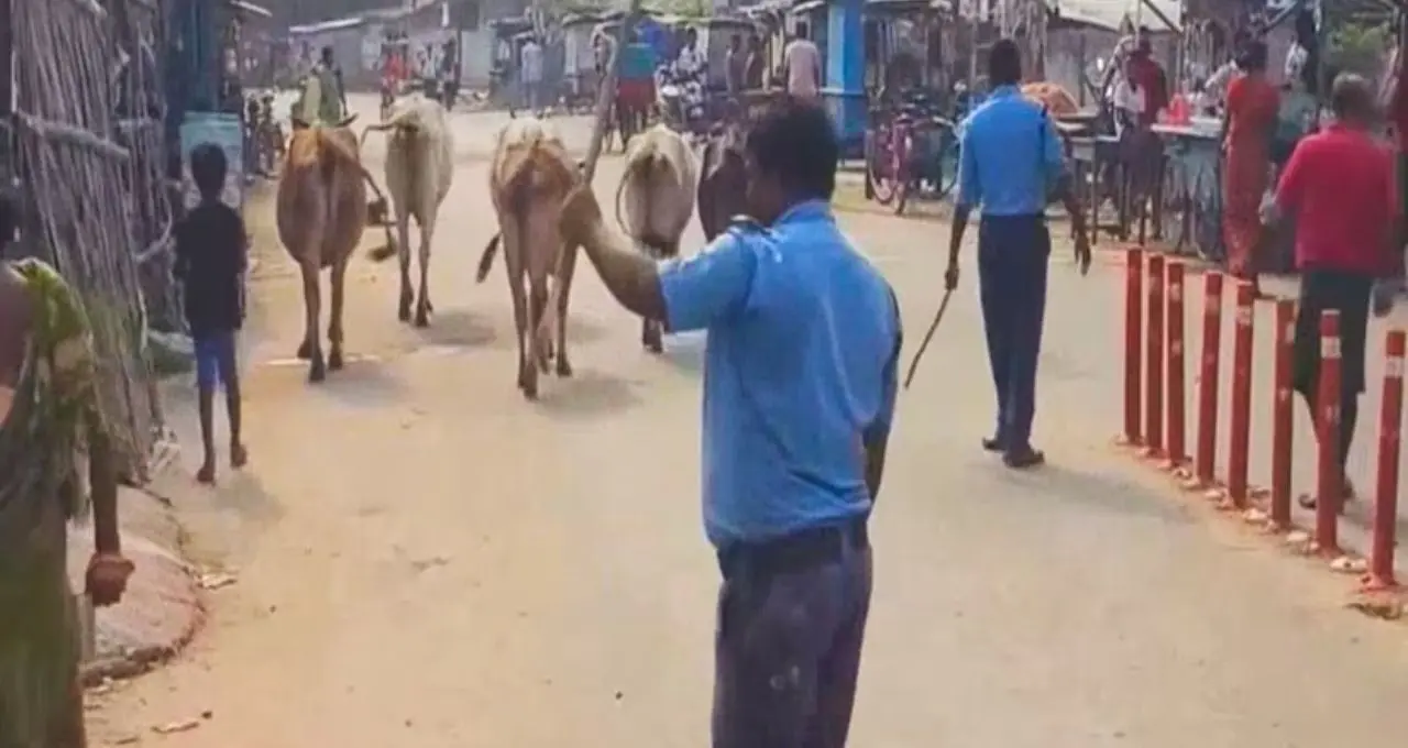 রাস্তায় গবাদিপশু দেখলেই কড়া ব্যবস্থা, মালিকদের সতর্ক করল ট্র্যাফিক পুলিশ! দুর্ঘটনা রুখতে বিশেষ অভিযান