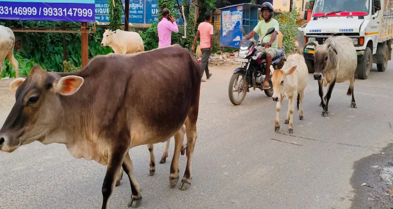 রাস্তায় গবাদিপশু দেখলেই কড়া ব্যবস্থা, মালিকদের সতর্ক করল ট্র্যাফিক পুলিশ! দুর্ঘটনা রুখতে বিশেষ অভিযান