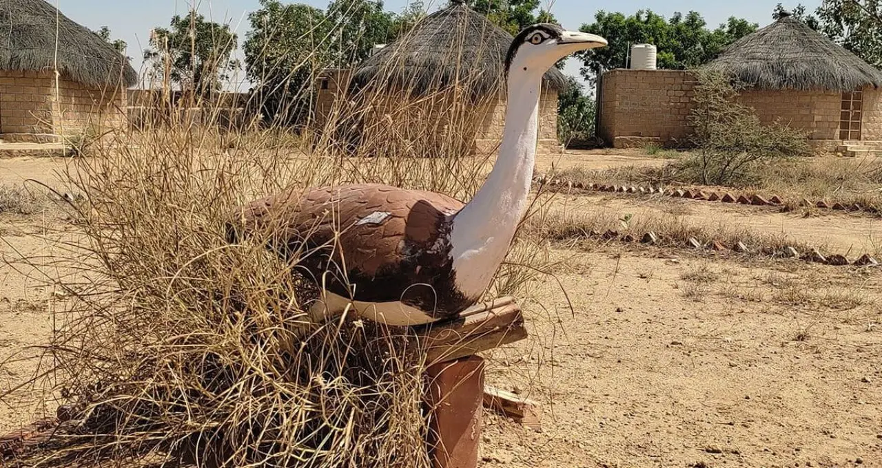 गोडावण संरक्षण को बड़ी सफलता: जैसलमेर ब्रीडिंग सेंटर में जन्मे तीन नए चूजे, कुल संख्या बढ़कर 94 पहुंची