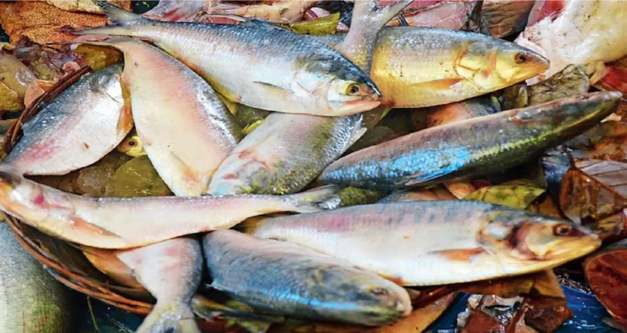ডিমভরা না ডিমছাড়া—কোন ইলিশের স্বাদ সেরা? বাজারে সেরা ইলিশ চেনার ৭টি সহজ কৌশল জেনে নিন
