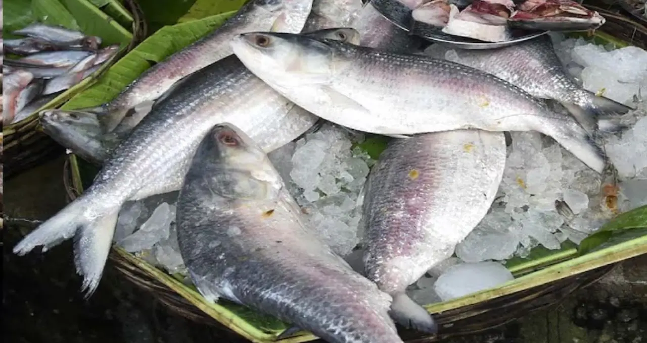 ডিমভরা না ডিমছাড়া—কোন ইলিশের স্বাদ সেরা? বাজারে সেরা ইলিশ চেনার ৭টি সহজ কৌশল জেনে নিন
