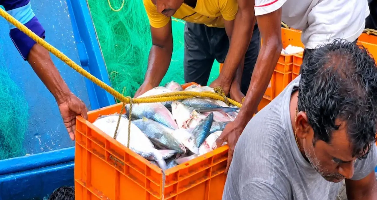 Ilish Price: বর্ষা শুরুর আগেই বাজারে ১০০ টনের বেশি ইলিশ! বড় সাইজের মাছ দেখে খুশি ক্রেতা, কমতে পারে দাম
