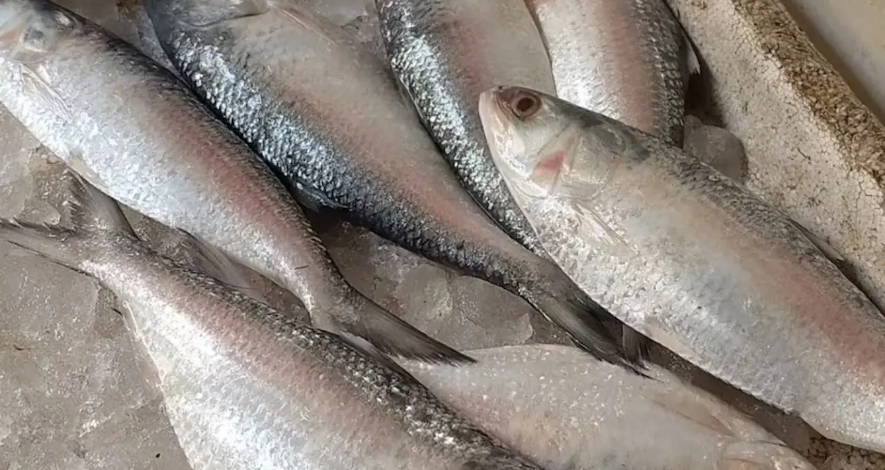 Ilish Price: বর্ষা শুরুর আগেই বাজারে ১০০ টনের বেশি ইলিশ! বড় সাইজের মাছ দেখে খুশি ক্রেতা, কমতে পারে দাম
