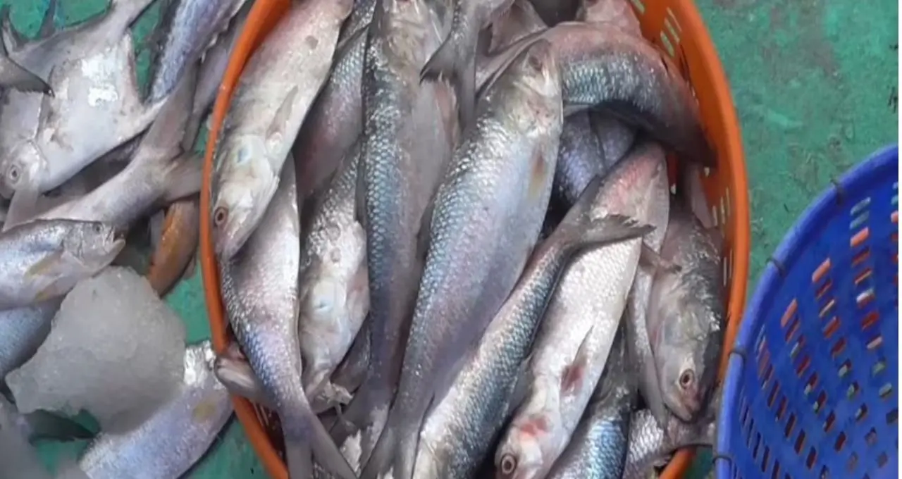 Ilish Price: বর্ষা শুরুর আগেই বাজারে ১০০ টনের বেশি ইলিশ! বড় সাইজের মাছ দেখে খুশি ক্রেতা, কমতে পারে দাম
