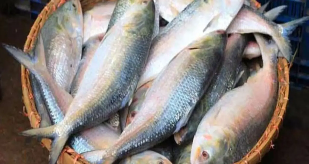 Ilish Price: বর্ষা শুরুর আগেই বাজারে ১০০ টনের বেশি ইলিশ! বড় সাইজের মাছ দেখে খুশি ক্রেতা, কমতে পারে দাম
