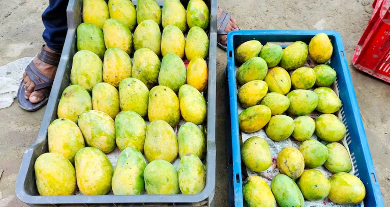 ঘরে বসেই মালদার ফজলি-হিমসাগর আম অর্ডার! চালু হল ‘আমার মালদা’ পোর্টাল
