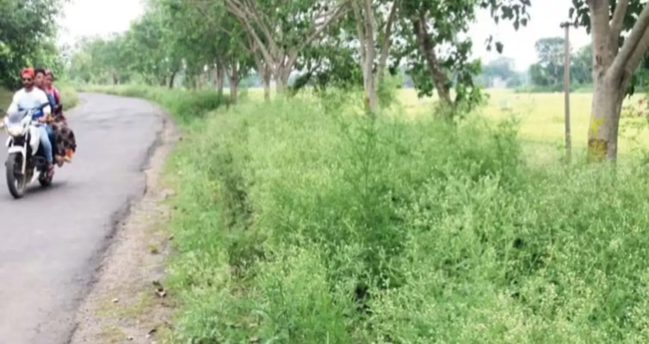 পার্থেনিয়াম গাছের ভয়াবহতা! চর্মরোগ-শ্বাসকষ্টের ঝুঁকি বাড়াচ্ছে এই আগাছা, বাড়ির আশেপাশে থাকলে এখনই সতর্ক হোন
