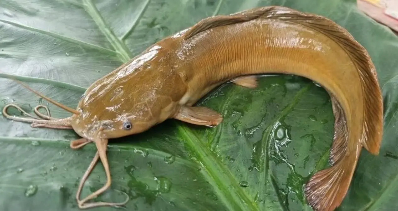 ভারতে নিষিদ্ধ থাই মাগুর মাছ: ‘ক্যানসারের ঝুঁকি’ বাড়ায়? উকুন ও রোগের উৎস বলে সতর্কতা, বাজারে দেখলেই সাবধান