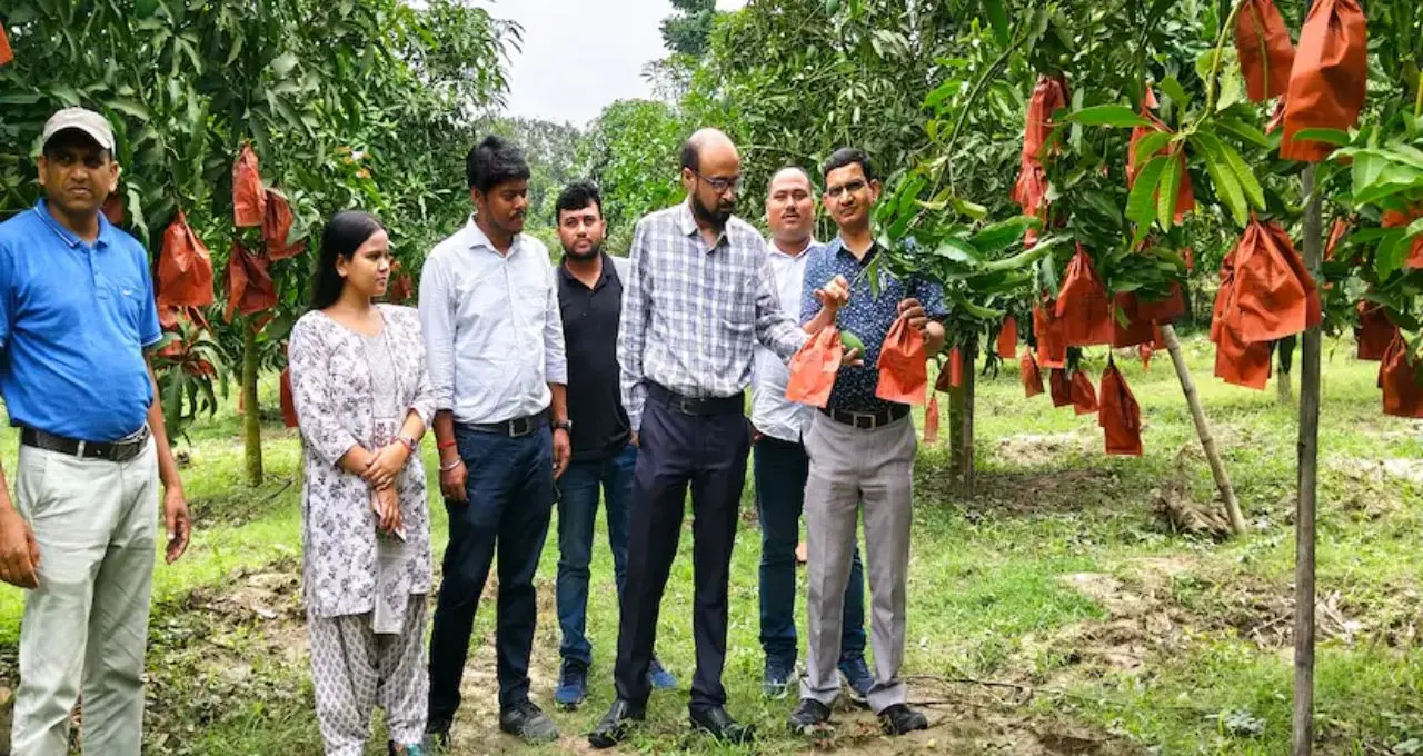 বিশ্ববাজারে মালদহের আমের জয়যাত্রা! সংযুক্ত আরব আমিরশাহী থেকে ইতালি—বিদেশে পৌঁছল বাংলার সোনালি ফল