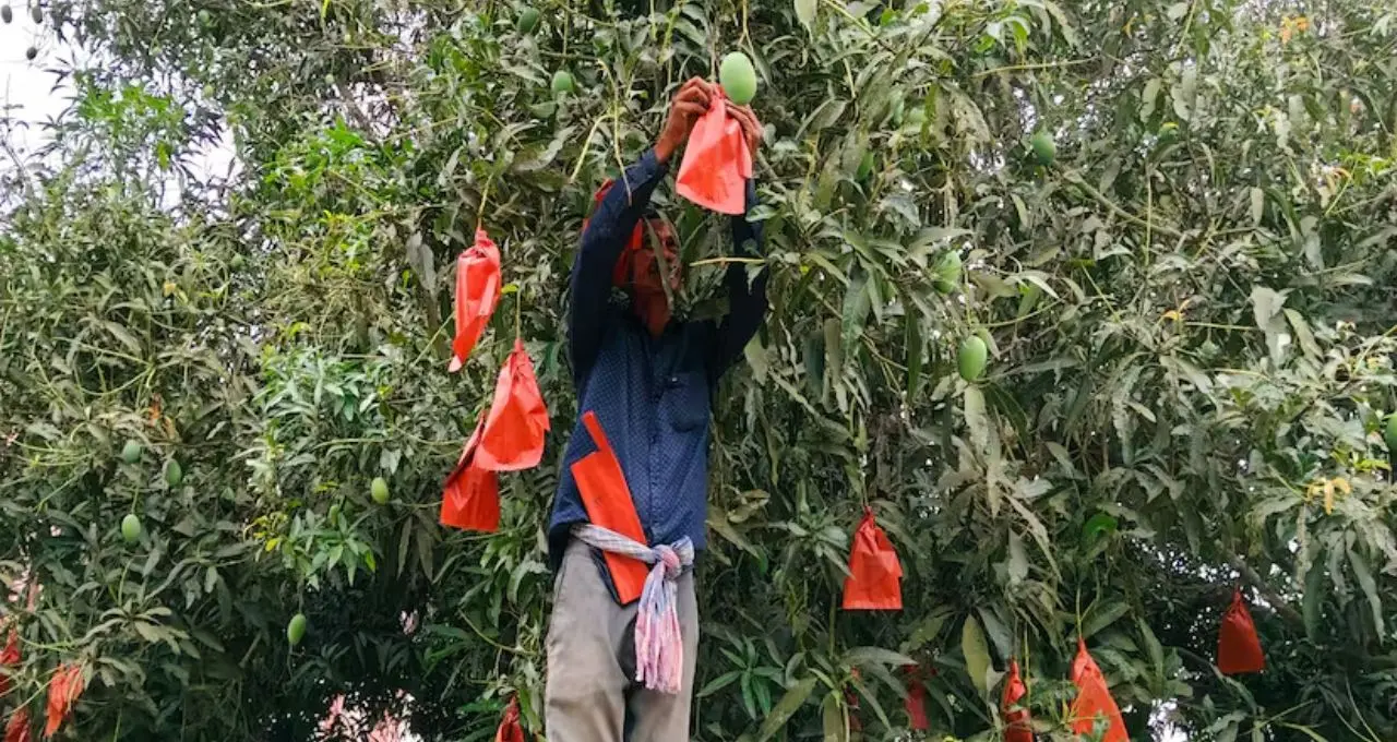 বিশ্ববাজারে মালদহের আমের জয়যাত্রা! সংযুক্ত আরব আমিরশাহী থেকে ইতালি—বিদেশে পৌঁছল বাংলার সোনালি ফল