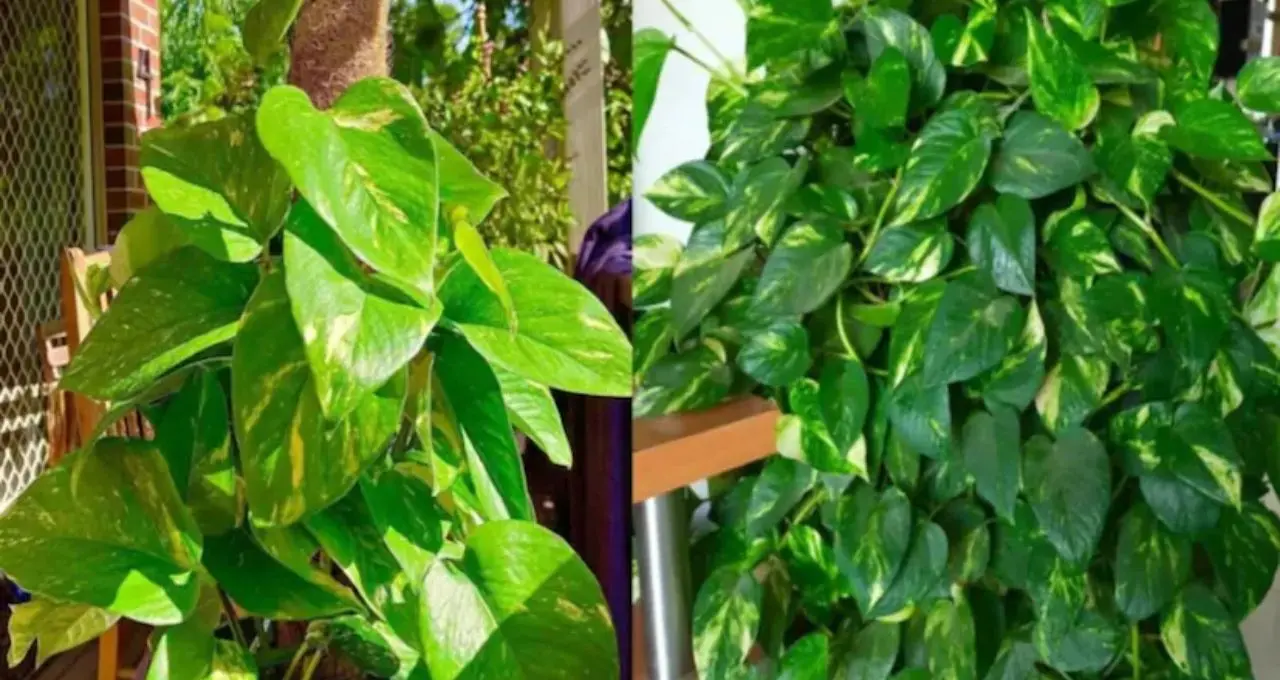 অন্যের বাড়ি থেকে আনা মানি প্ল্যান্টে কি সত্যিই খুলে যায় ভাগ্যের দরজা? বাস্তুশাস্ত্র জানাল ভিন্ন কথা