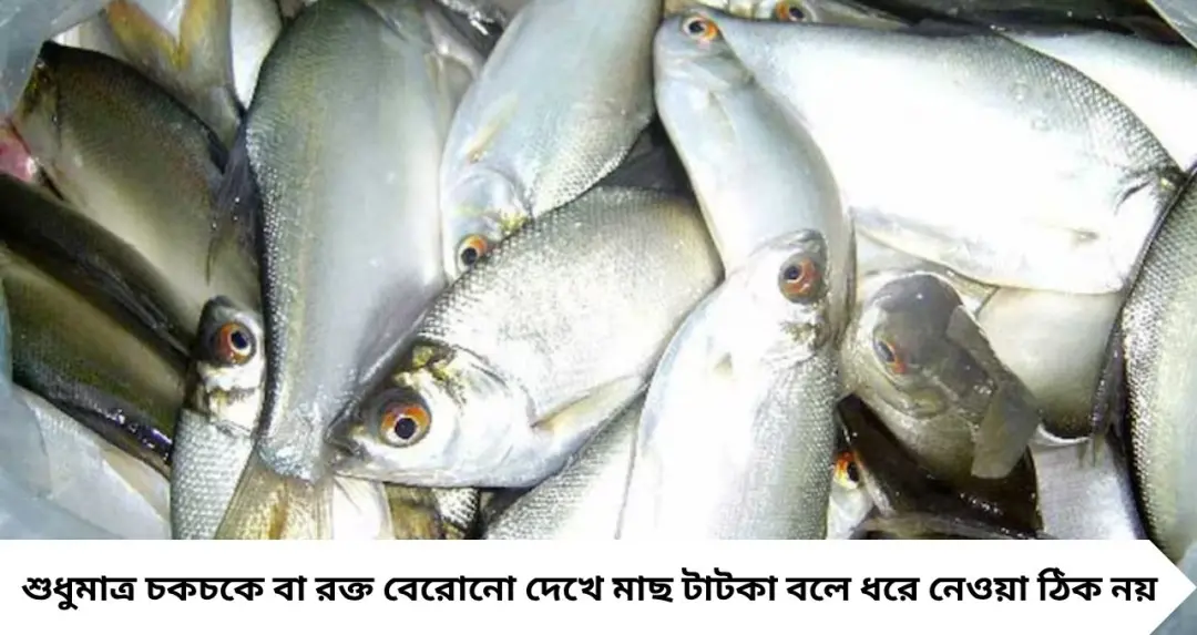 Fishes with Formalin: বাসি মাছও দেখাচ্ছে একেবারে টাটকা? ফর্মালিনের ফাঁদ চিনবেন কীভাবে, ঘরোয়া উপায়ে দূর করার সহজ কৌশল জানুন
