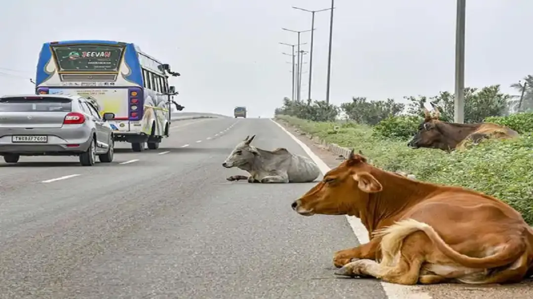 सुल्तानपुर में भतीजे के बाद चाचा की भी मौत: हाईवे पर आवारा पशु से हुआ हादसा, बस चालक पर केस दर्ज