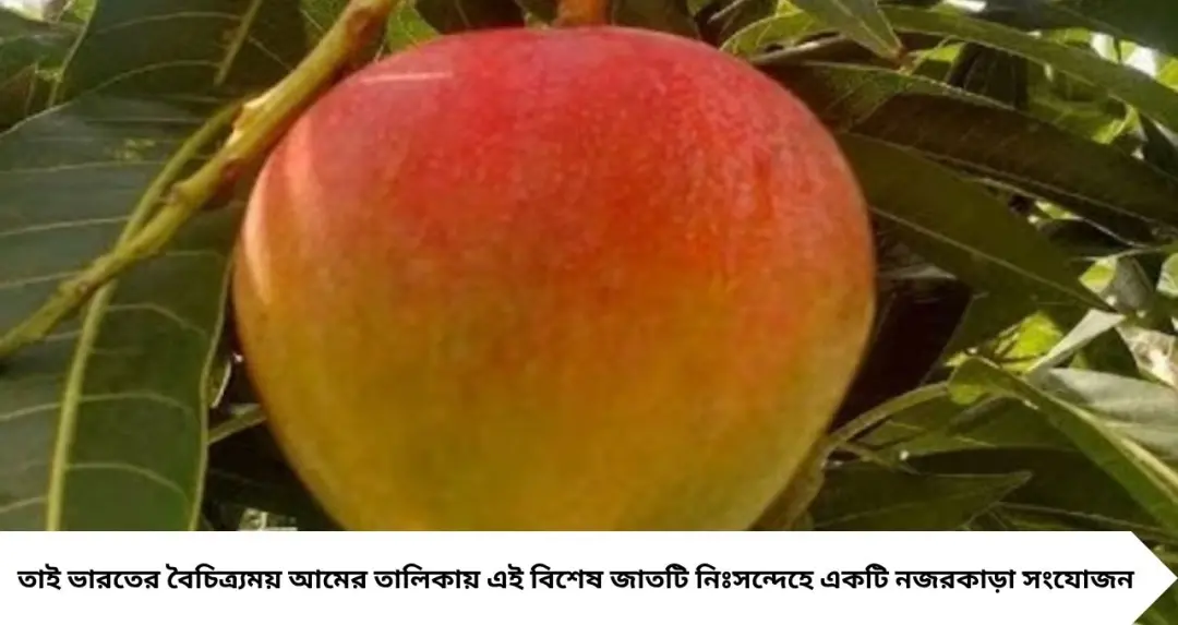 আপেলের মতো দেখতে এই ফলটি আসলে আম! নাম শুনলে চমকে যাবেন, ৯০% মানুষই চেনেন না এই বিশেষ জাত
