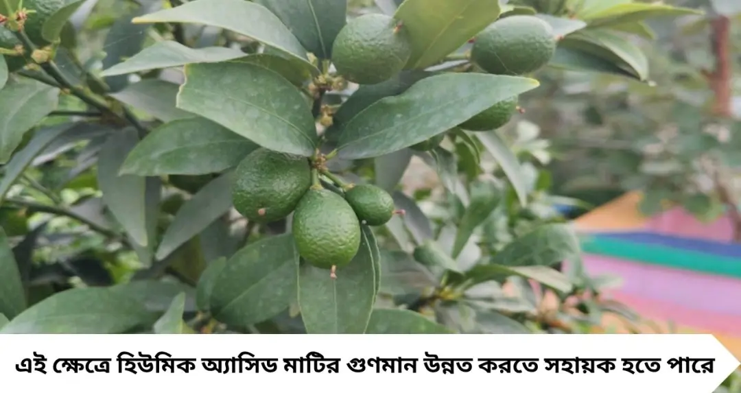 লেবু গাছে ফুল-ফল ধরছে না? গোড়ার মাটিতে দিন এই উপাদান, শিকড় মজবুত হলেই বাড়বে ফলন
