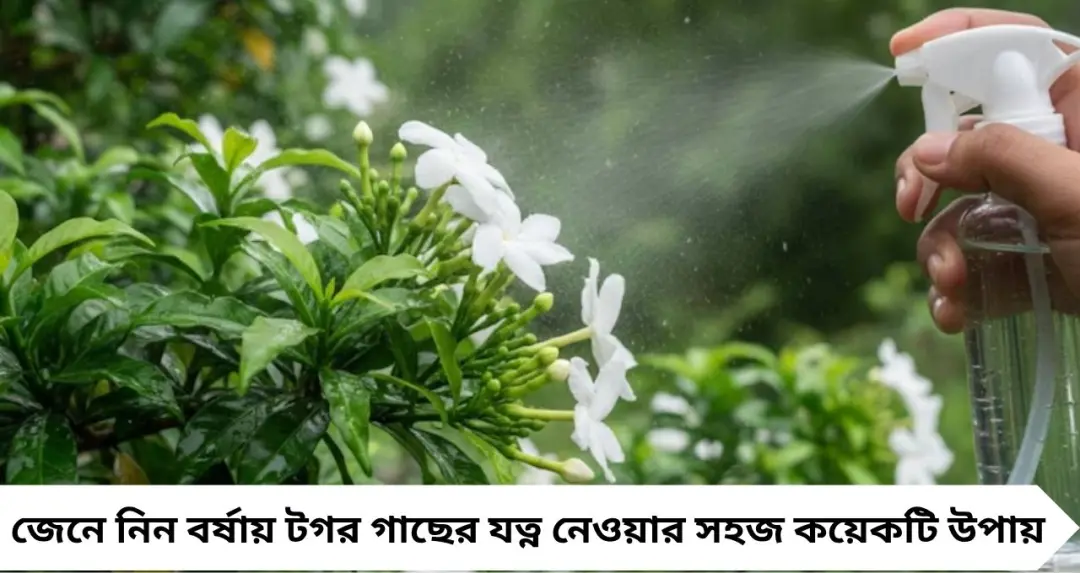 টগর গাছে ফুল আসছে না? বর্ষাতেও অজস্র সাদা ফুল পেতে গোড়ায় দিন এই ঘরোয়া তরল সার
