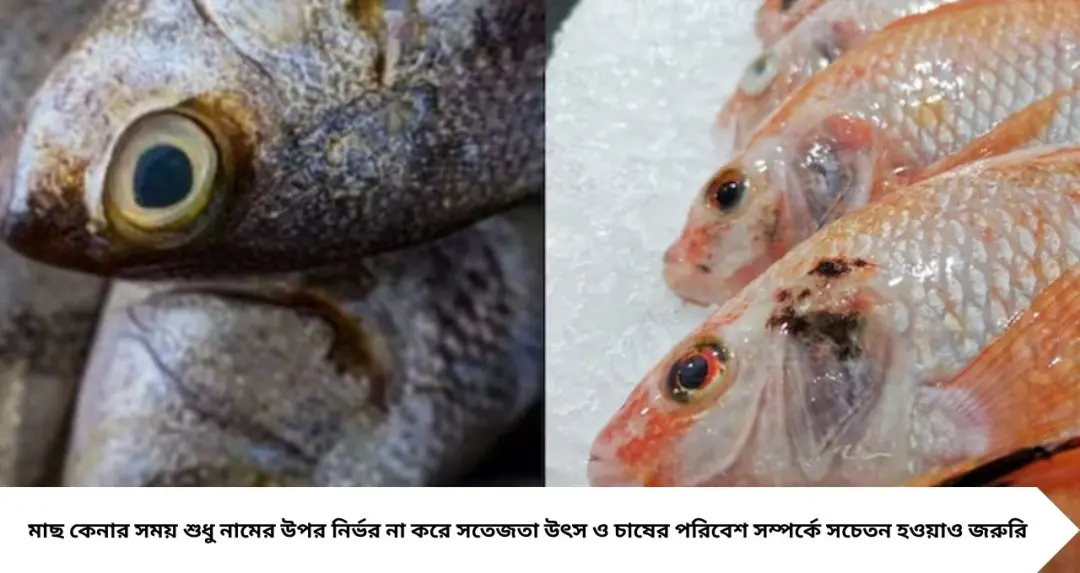 তেলাপিয়া ভেবে অন্য মাছ কিনছেন না তো? বাজারে চেনার সহজ উপায় জানুন, কী কী বিষয়ে সতর্ক থাকবেন
