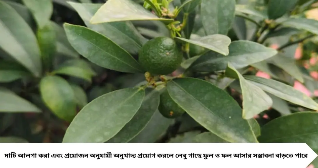 লেবু গাছে ফুল-ফল ধরছে না? গোড়ায় দিন এই সহজ উপাদান, বাড়বে ফলন! জানুন সঠিক নিয়ম
