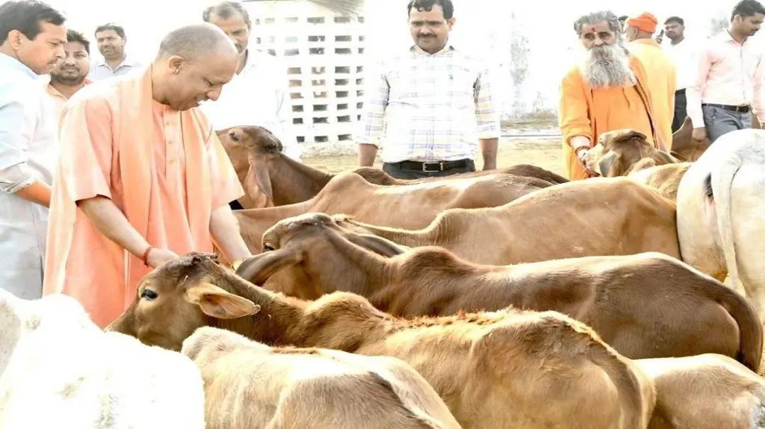 LIVE: गुरु पूर्णिमा पर गोरखनाथ मंदिर पहुंचे सीएम योगी, पूजा-अर्चना की; महंत अवेद्यनाथ को श्रद्धांजलि, गायों को खिलाया गुड़-चना