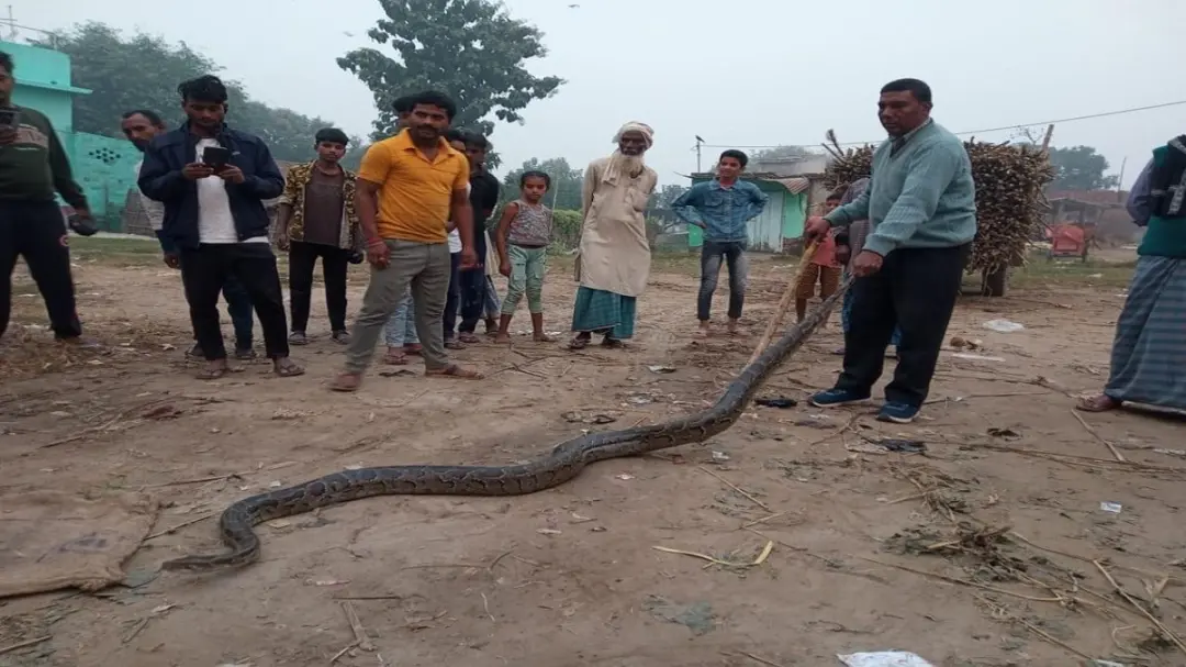 समस्तीपुर में सांपों पर क्रूरता करने वालों पर शिकंजा, लवनी-घड़ों से मुक्त कराए गए 20 से अधिक सांप
