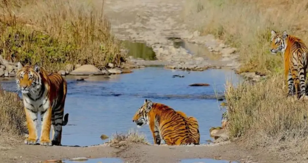 International Tiger Day 2026: बाघ संरक्षण में कॉर्बेट देश का सिरमौर, राजाजी टाइगर रिजर्व में भी बढ़ रही दहाड़