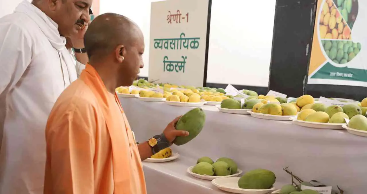 लखनऊ में आज से तीन दिवसीय आम महोत्सव, 800 प्रजातियों की प्रदर्शनी का करेंगे CM योगी उद्घाटन