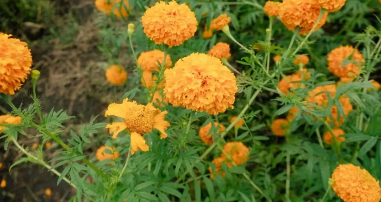 বর্ষায় সাপ-টিকটিকির উৎপাত? ঘরে রাখুন এই ৭ গাছের যে কোনও একটি, সরীসৃপ দূরে রাখতে মিলতে পারে প্রাকৃতিক সহায়তা
