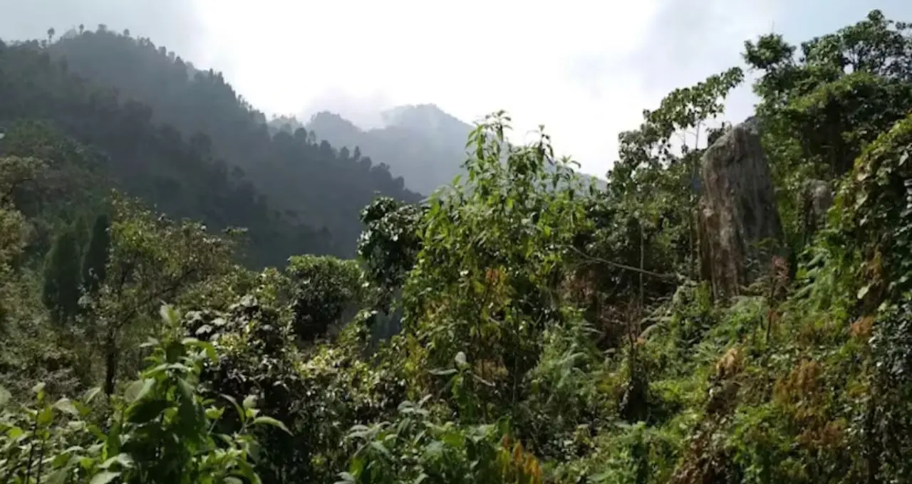 নেওড়া ভ্যালি কি এবার ইউনেস্কোর বিশ্ব ঐতিহ্যের স্বীকৃতি পাবে? ১৭ বছর পর ফের জোরালো উদ্যোগ, আশাবাদী উত্তরবঙ্গ